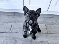 Monarchs Black Stone, a female French Bulldog for sale in Chula Vista, CA – Photo 4 of 10