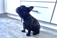 Monarchs Black Stone, a female French Bulldog for sale in Chula Vista, CA – Photo 5 of 10