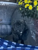 Monarchs Black Stone, a female French Bulldog for sale in Chula Vista, CA – Photo 8 of 10