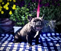 Monarchs Black Stone, a female French Bulldog for sale in Chula Vista, CA – Photo 10 of 10