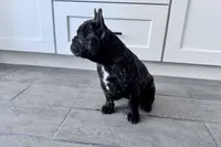 Monarchs Black Stone, a female French Bulldog for sale in Chula Vista, CA – Photo 6 of 10