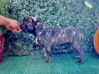 Monarchs Black Stone, a female French Bulldog for sale in Chula Vista, CA – Photo 2 of 10