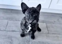 Monarchs Black Stone, a female French Bulldog for sale in Chula Vista, CA – Photo 7 of 10