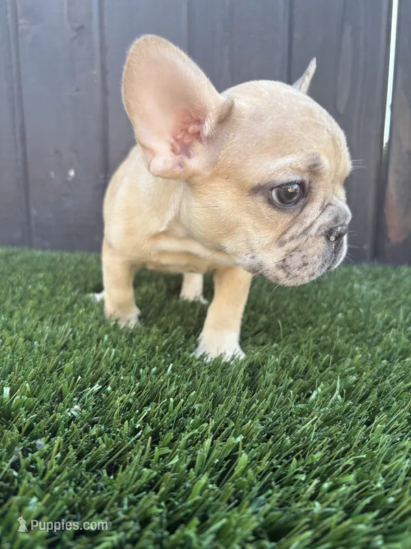 Baby – French Bulldog puppy for sale in Compton, CA