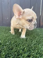 Baby, a male French Bulldog for sale in Compton, CA – 1 of 9