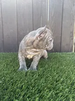 Blue, a male French Bulldog for sale in Compton, CA – 4 of 10