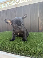 Princess , a female French Bulldog for sale in Compton, CA – 8 of 10