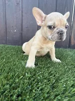Baby, a male French Bulldog for sale in Compton, CA – 2 of 9