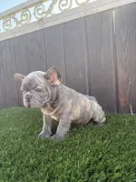 Blue, a male French Bulldog for sale in Compton, CA – 10 of 10