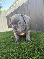 Floppy, a male French Bulldog for sale in Compton, CA – 7 of 10