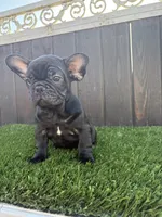 Princess , a female French Bulldog for sale in Compton, CA – 4 of 10