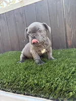 Floppy, a male French Bulldog for sale in Compton, CA – 4 of 10
