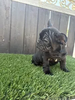 Princess , a female French Bulldog for sale in Compton, CA – 5 of 10