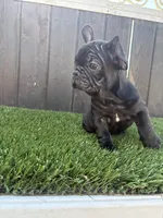 Princess , a female French Bulldog for sale in Compton, CA – 10 of 10