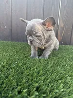 Blue, a male French Bulldog for sale in Compton, CA – 9 of 10