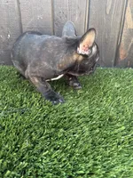 Canelo, a male French Bulldog for sale in Compton, CA – 9 of 9