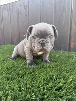 Floppy, a male French Bulldog for sale in Compton, CA – 3 of 10