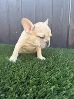 Baby, a male French Bulldog for sale in Compton, CA – 9 of 9
