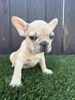 Baby, a male French Bulldog for sale in Compton, CA – 5 of 9