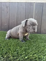Floppy, a male French Bulldog for sale in Compton, CA – 6 of 10