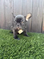Canelo, a male French Bulldog for sale in Compton, CA – 4 of 9