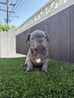 Floppy, a male French Bulldog for sale in Compton, CA – 5 of 10