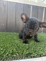 Princess , a female French Bulldog for sale in Compton, CA – 3 of 10