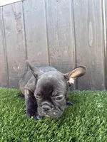 Canelo, a male French Bulldog for sale in Compton, CA – 1 of 9