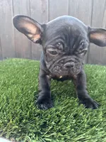 Princess , a female French Bulldog for sale in Compton, CA – 2 of 10