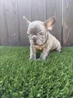 Blue, a male French Bulldog for sale in Compton, CA – 5 of 10