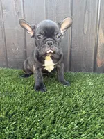 Canelo, a male French Bulldog for sale in Compton, CA – 8 of 9