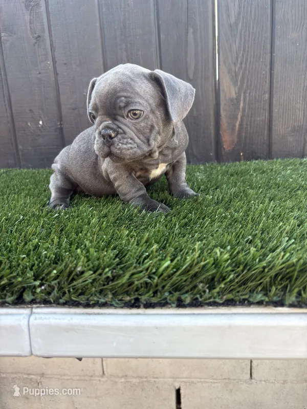 Floppy – French Bulldog puppy for sale in Compton, CA