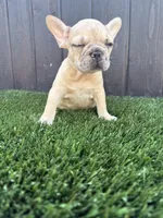Baby, a male French Bulldog for sale in Compton, CA – 3 of 9