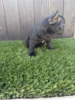Princess , a female French Bulldog for sale in Compton, CA – 6 of 10
