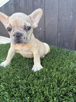 Baby, a male French Bulldog for sale in Compton, CA – 4 of 9