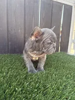 Blue, a male French Bulldog for sale in Compton, CA – 8 of 10
