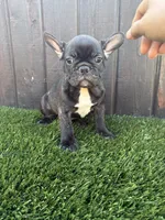 Canelo, a male French Bulldog for sale in Compton, CA – 7 of 9