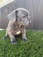 Floppy, a male French Bulldog for sale in Compton, CA – 8 of 10