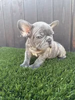 Blue, a male French Bulldog for sale in Compton, CA – 7 of 10