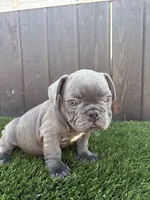Floppy, a male French Bulldog for sale in Compton, CA – 9 of 10