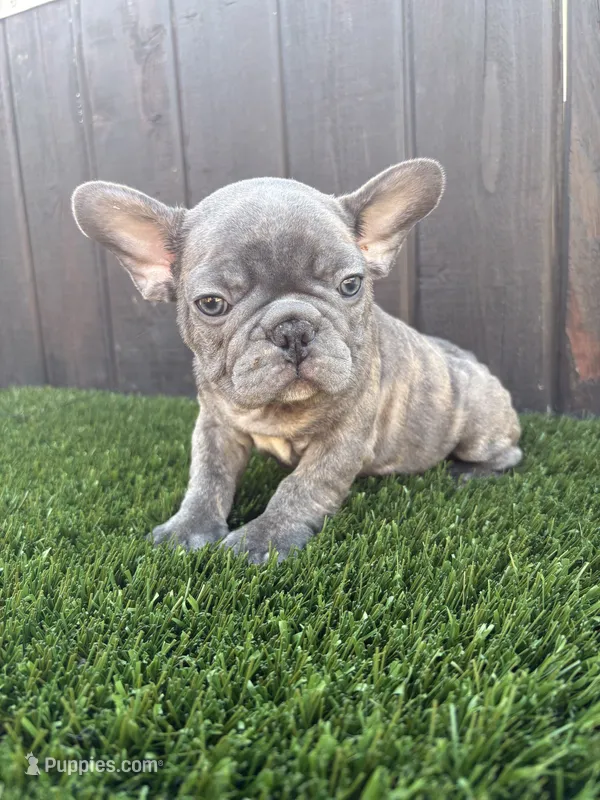 Blue – French Bulldog puppy for sale in Compton, CA