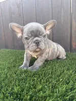 Blue, a male French Bulldog for sale in Compton, CA – 1 of 10