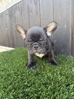 Canelo, a male French Bulldog for sale in Compton, CA – 5 of 9