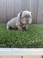 Floppy, a male French Bulldog for sale in Compton, CA – 10 of 10