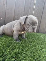 Floppy, a male French Bulldog for sale in Compton, CA – 2 of 10