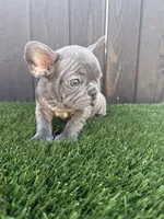 Blue, a male French Bulldog for sale in Compton, CA – 3 of 10