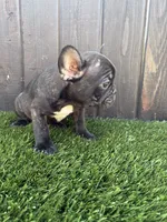 Canelo, a male French Bulldog for sale in Compton, CA – 6 of 9