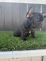 Princess , a female French Bulldog for sale in Compton, CA – 7 of 10