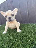 Baby, a male French Bulldog for sale in Compton, CA – 7 of 9