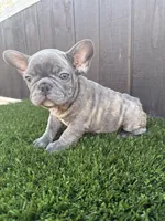Blue, a male French Bulldog for sale in Compton, CA – 2 of 10